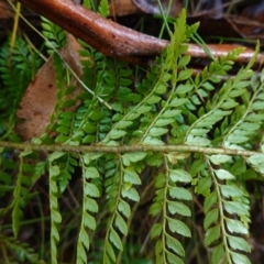 Polystichum proliferum at Namadgi National Park - 12 Jun 2024