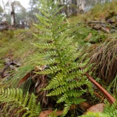 Polystichum proliferum at Namadgi National Park - 12 Jun 2024 10:14 AM