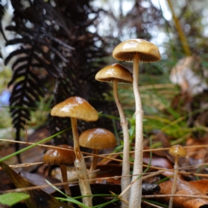 Protostropharia semiglobata at Namadgi National Park - 12 Jun 2024