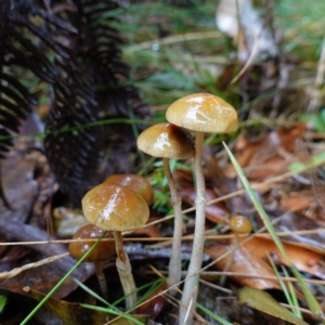 Protostropharia semiglobata at Namadgi National Park - 12 Jun 2024