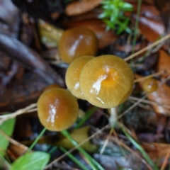 Protostropharia semiglobata at Namadgi National Park - 12 Jun 2024