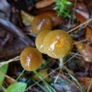 Protostropharia semiglobata at Namadgi National Park - 12 Jun 2024