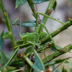 Caedicia simplex (Common Garden Katydid) at Namadgi National Park - 12 Jun 2024 by RobG1