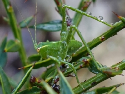 Caedicia simplex (Common Garden Katydid) at Namadgi National Park - 12 Jun 2024 by RobG1