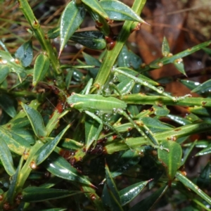 Caedicia simplex at Namadgi National Park - 12 Jun 2024 11:04 AM