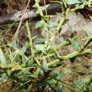 Caedicia simplex at Namadgi National Park - 12 Jun 2024 11:04 AM