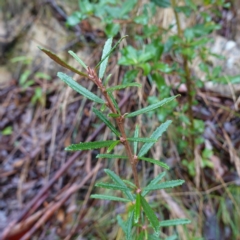 Olearia erubescens (Silky Daisybush) at Namadgi National Park - 12 Jun 2024 by RobG1