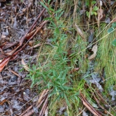 Olearia erubescens at Namadgi National Park - 12 Jun 2024