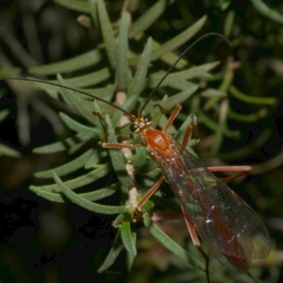 Ichneumonoidea (Superfamily) at Freshwater Creek, VIC - 19 Feb 2023 by WendyEM