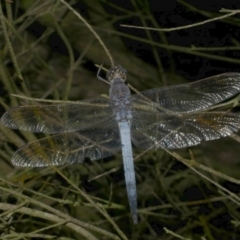 Orthetrum caledonicum (Blue Skimmer) at WendyM's farm at Freshwater Ck. - 19 Feb 2023 by WendyEM