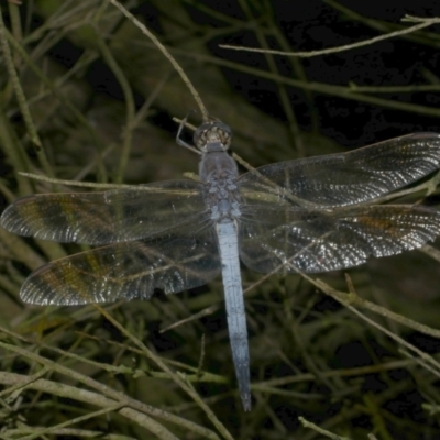 Orthetrum caledonicum (Blue Skimmer) at Freshwater Creek, VIC - 19 Feb 2023 by WendyEM