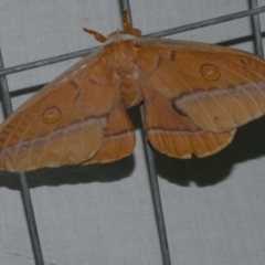 Opodiphthera helena (Helena Gum Moth) at WendyM's farm at Freshwater Ck. - 20 Feb 2023 by WendyEM