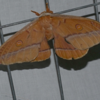 Opodiphthera helena (Helena Gum Moth) at Freshwater Creek, VIC - 20 Feb 2023 by WendyEM