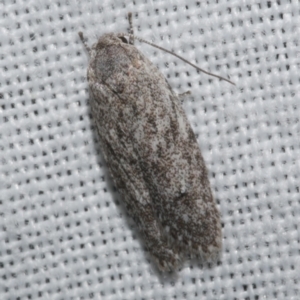 Phylomictis eclecta at WendyM's farm at Freshwater Ck. - 21 Feb 2023 02:07 AM