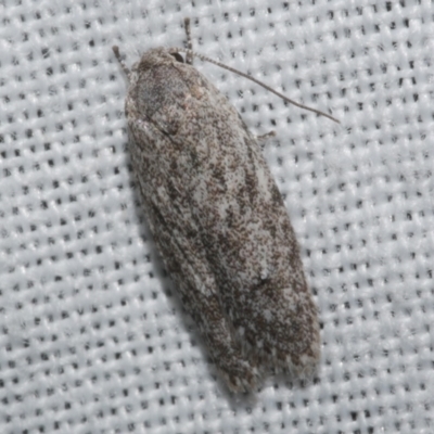 Phylomictis eclecta (A Concealer moth (Stenomatinae)) at WendyM's farm at Freshwater Ck. - 20 Feb 2023 by WendyEM