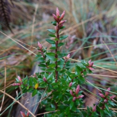 Acrotriche leucocarpa (Tall Acrotriche) at Namadgi National Park - 12 Jun 2024 by RobG1