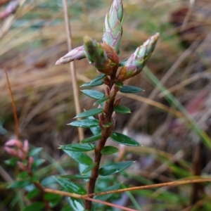 Acrotriche leucocarpa at Namadgi National Park - 12 Jun 2024