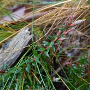 Acrotriche leucocarpa at Namadgi National Park - 12 Jun 2024