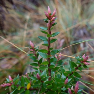 Acrotriche leucocarpa at Namadgi National Park - 12 Jun 2024