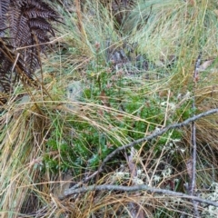 Acrotriche leucocarpa at Namadgi National Park - 12 Jun 2024