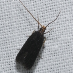 Lecithocera (genus) (A Gelechioid moth (Lecithoceridae)) at WendyM's farm at Freshwater Ck. - 21 Feb 2023 by WendyEM