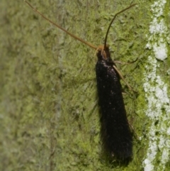 Lecithocera (genus) at WendyM's farm at Freshwater Ck. - 21 Feb 2023