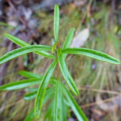 Astrotricha ledifolia (Common Star-hair) at Namadgi National Park - 12 Jun 2024 by RobG1