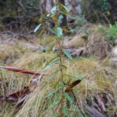 Astrotricha ledifolia at Namadgi National Park - 12 Jun 2024 11:23 AM