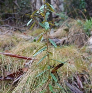 Astrotricha ledifolia at Namadgi National Park - 12 Jun 2024