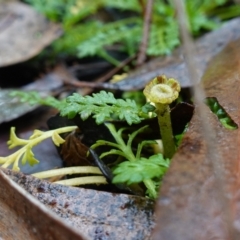 Leptinella filicula at Namadgi National Park - 12 Jun 2024