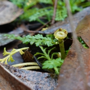 Leptinella filicula at Namadgi National Park - 12 Jun 2024