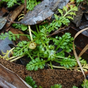 Leptinella filicula at Namadgi National Park - 12 Jun 2024