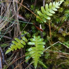 Blechnum nudum (Fishbone Water Fern) at Namadgi National Park - 12 Jun 2024 by RobG1