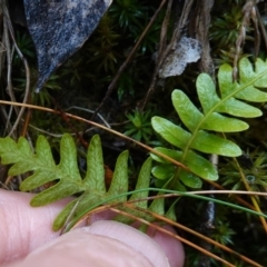 Blechnum nudum at Namadgi National Park - 12 Jun 2024