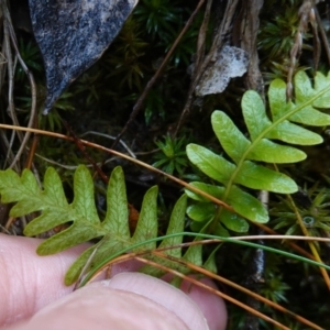 Blechnum nudum at Namadgi National Park - 12 Jun 2024 11:26 AM