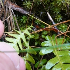 Blechnum nudum at Namadgi National Park - 12 Jun 2024