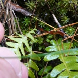 Blechnum nudum at Namadgi National Park - 12 Jun 2024