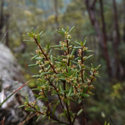Monotoca scoparia at Namadgi National Park - 12 Jun 2024 by RobG1