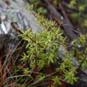 Monotoca scoparia at Namadgi National Park - 12 Jun 2024