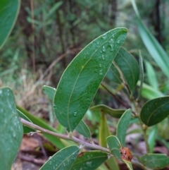 Acacia obliquinervia (Mountain Hickory) at Namadgi National Park - 12 Jun 2024 by RobG1