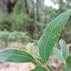 Acacia obliquinervia at Namadgi National Park - 12 Jun 2024 11:49 AM