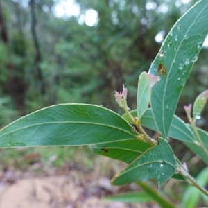 Acacia obliquinervia at Namadgi National Park - 12 Jun 2024