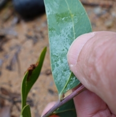 Acacia obliquinervia at Namadgi National Park - 12 Jun 2024