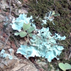 Unidentified Lichen at North Haven, NSW - 12 Jun 2024 by dswes