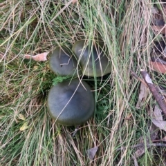 Unidentified Cap on a stem; gills below cap [mushrooms or mushroom-like] at Tharwa, ACT - 8 Jun 2024 by W