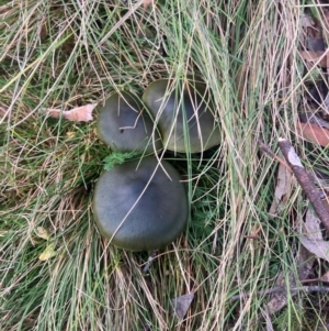 Cortinarius austrovenetus at Namadgi National Park - 8 Jun 2024