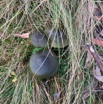 Cortinarius austrovenetus (Green Skinhead) at Namadgi National Park - 8 Jun 2024 by W