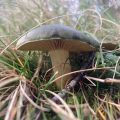 Cortinarius austrovenetus at Namadgi National Park - 8 Jun 2024