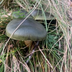 Cortinarius austrovenetus at Namadgi National Park - 8 Jun 2024 03:41 PM