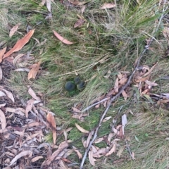 Cortinarius austrovenetus at Namadgi National Park - 8 Jun 2024